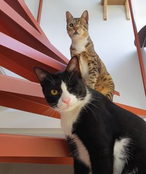 Morgan and Leela, mini bosses