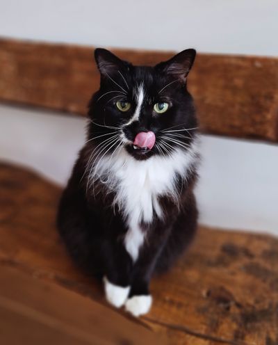 Cookie