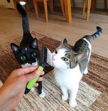 Luka and Spike