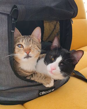 Morgan and Leela, mini bosses