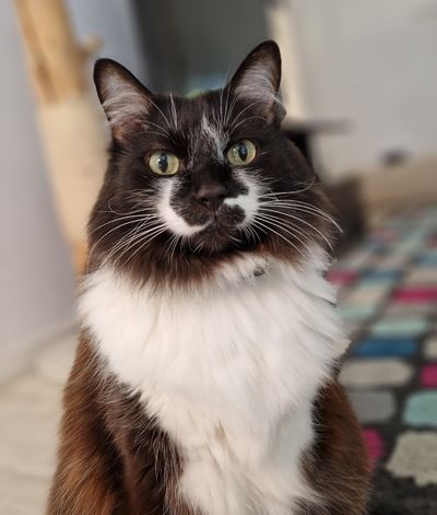 Señor Gato